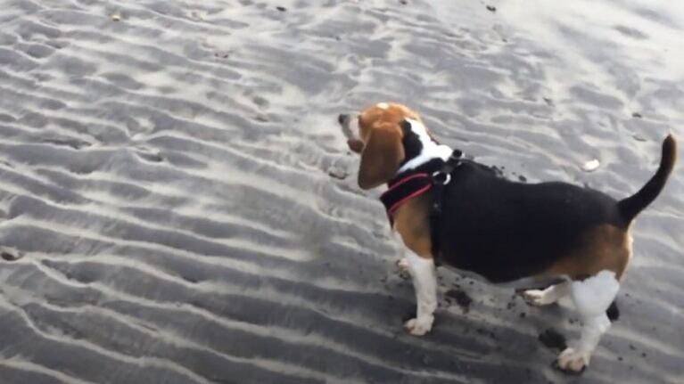 Este beagle con obesidad pierde 13 kilos tras ponerse a dieta