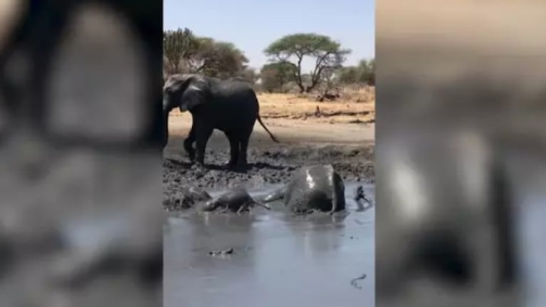Este bebé elefante intenta salir del barro y las cámaras captan la graciosa escena