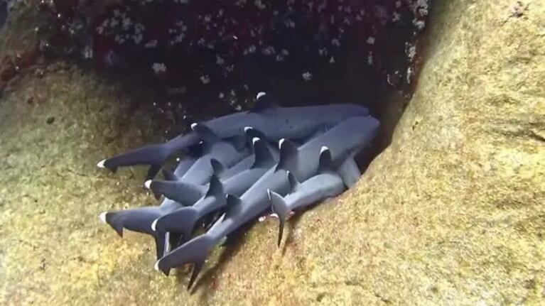 Este buceador captó el momento en que se encontró con numerosos tiburones de arrecife de punta blanca abrazándose