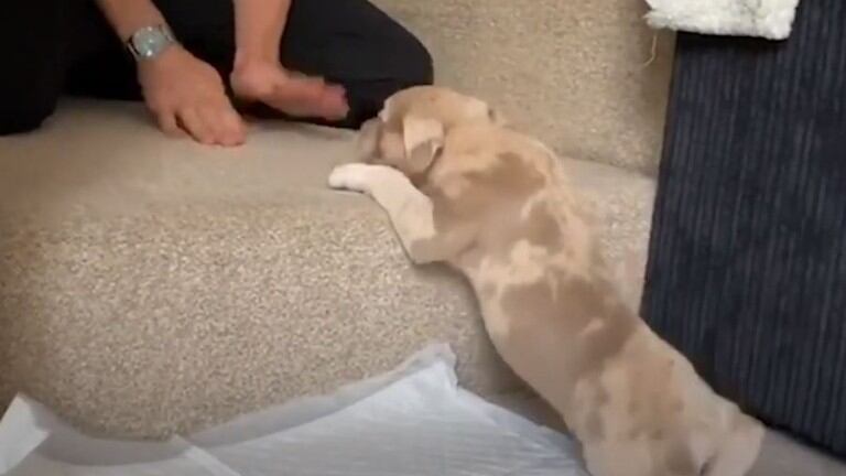 Este cachorro de cinco patas evita el sacrificio y disfruta de una nueva vida gracias a sus dueños