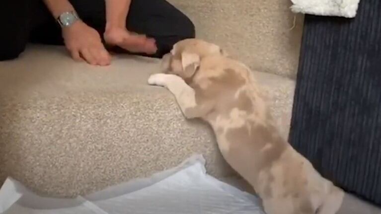 Este cachorro de cinco patas evita el sacrificio y disfruta de una nueva vida gracias a sus dueños