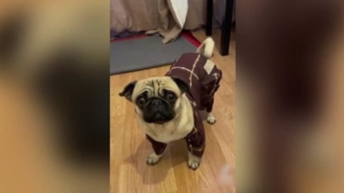 Este cachorro despierta las risas de las redes sociales con sus particulares trajes