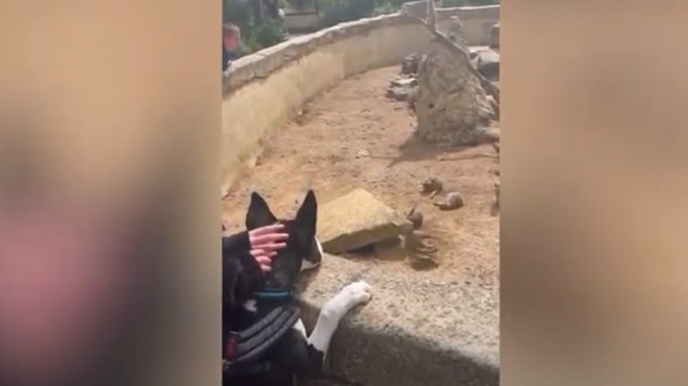 Este cachorro disfrutó de una emocionante excursión en un zoo apto para perros