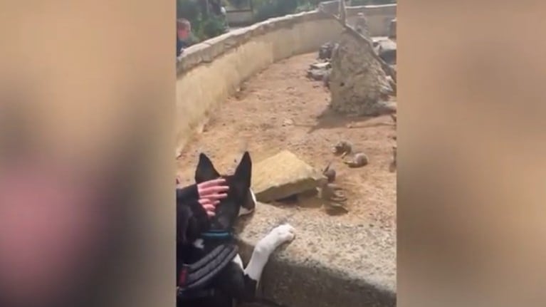 Este cachorro disfrutó de una emocionante excursión en un zoo apto para perros