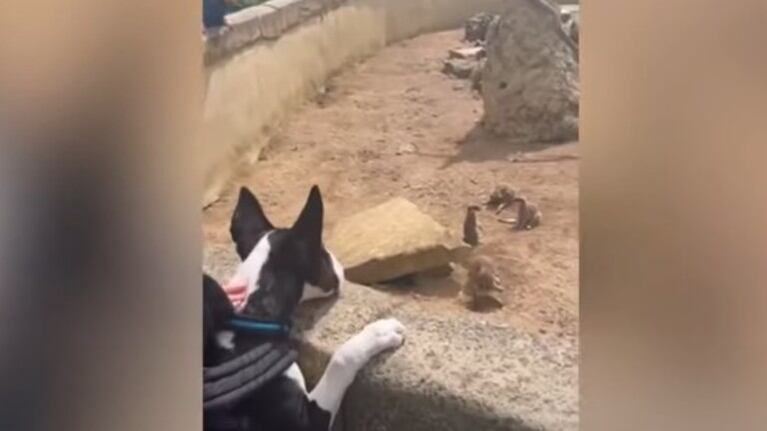 Este cachorro disfrutó de una emocionante excursión en un zoo apto para perros