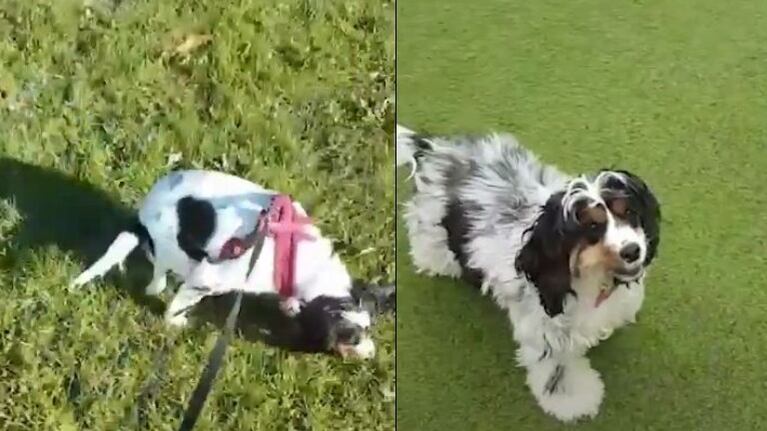 Este cachorro se recupera después de ser arrojado desde un camión en movimiento