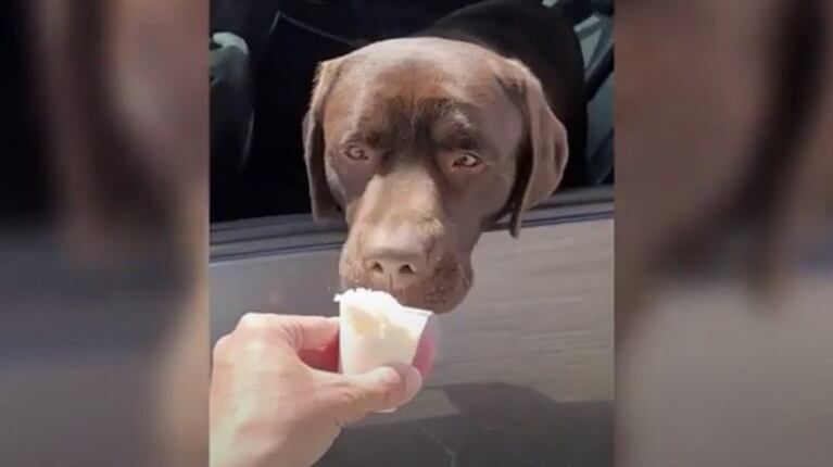 Este camarero de Starbucks reparte tazas para cachorros