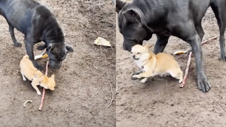 Este chihuahua quiso defenderse como si fuera un perro grande, pero un mastín italiano le hizo cambiar de opinión