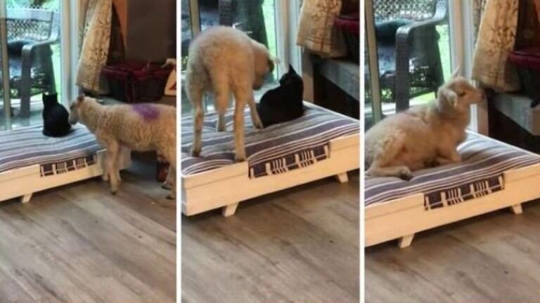 Este corderito se hace viral por tomarse una siesta en la cama del gato