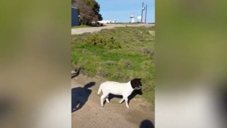 Este corderito se reencuentra con su familia