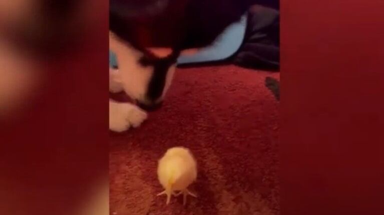 Este curioso perro trató de agarrar a un pequeño polluelo con la boca sin darse cuenta de lo peligroso que podía ser