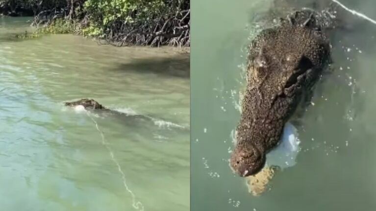 Este descarado cocodrilo de agua salada intentó robar una trampa para cangrejos a un grupo de amigos