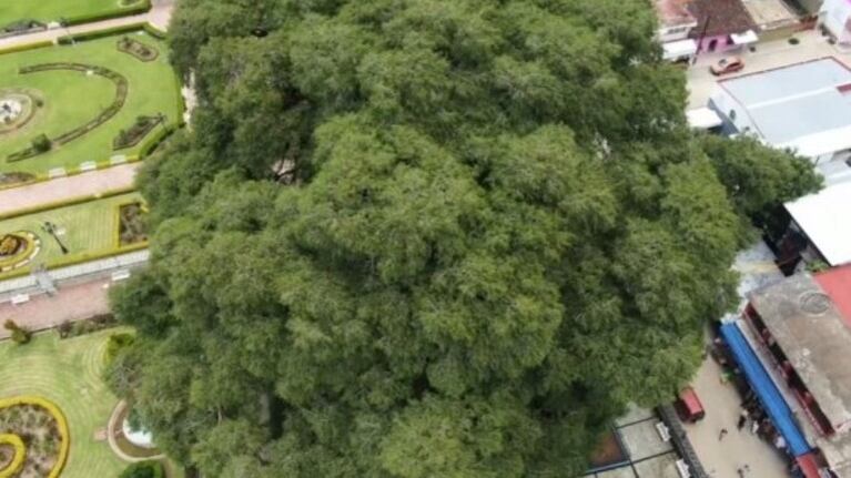 Este es el árbol con el tronco más grueso del mundo y está en México