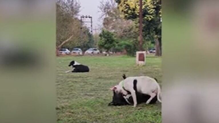 Este es el conmovedor momento en que un solitario cachorro nacido con las patas torcidas encuentra un amigo de verdad