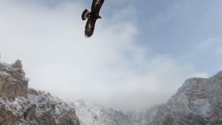 Este es el impresionante momento en que un águila real juvenil se une al vuelo de un dron