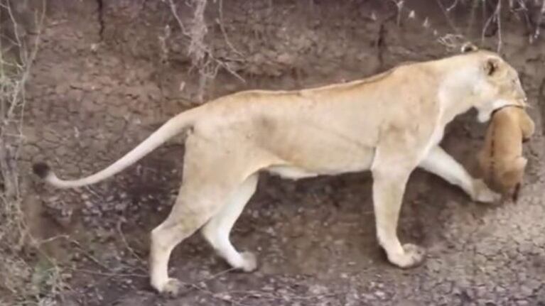 Este es el momento en que una leona rescata a su cachorro atrapado en un abrevadero de Kenia
