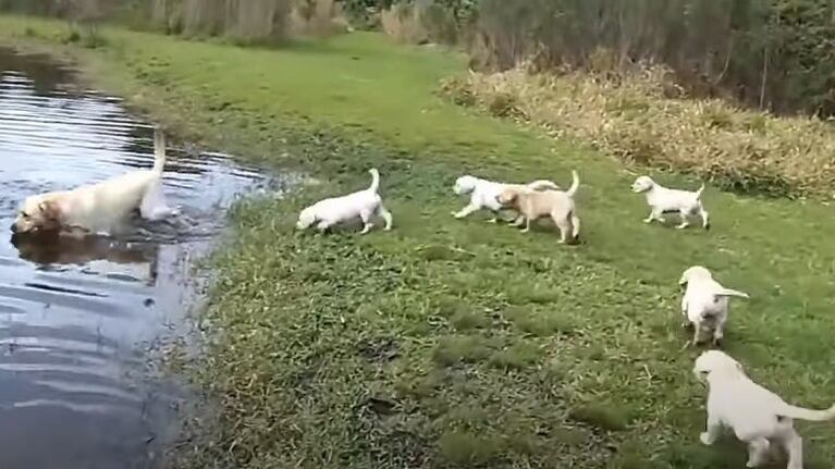 Este es el video del perro ‘profesor de natación’ del que todos hablan en las redes