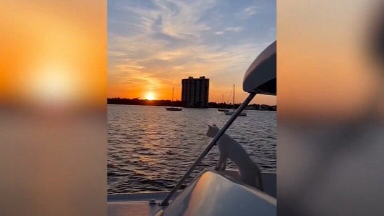 Este es Rusty, el gato al que le gusta el agua y navegar