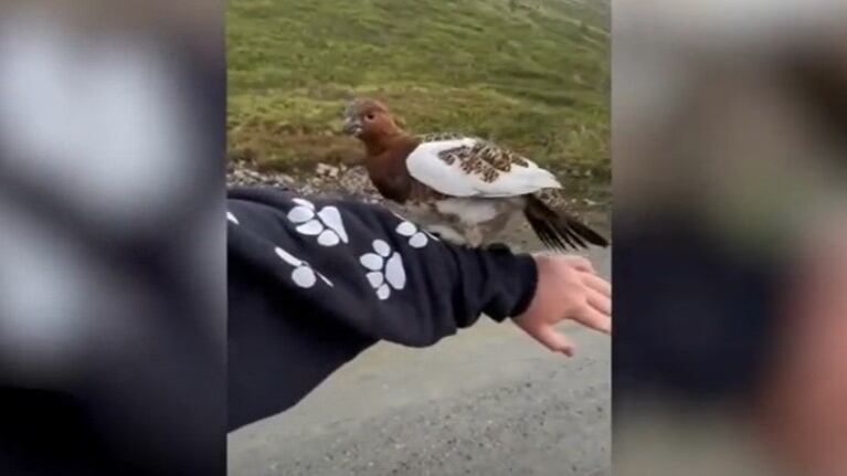 Este fotógrafo se topa con una curiosa enemiga: una perdiz