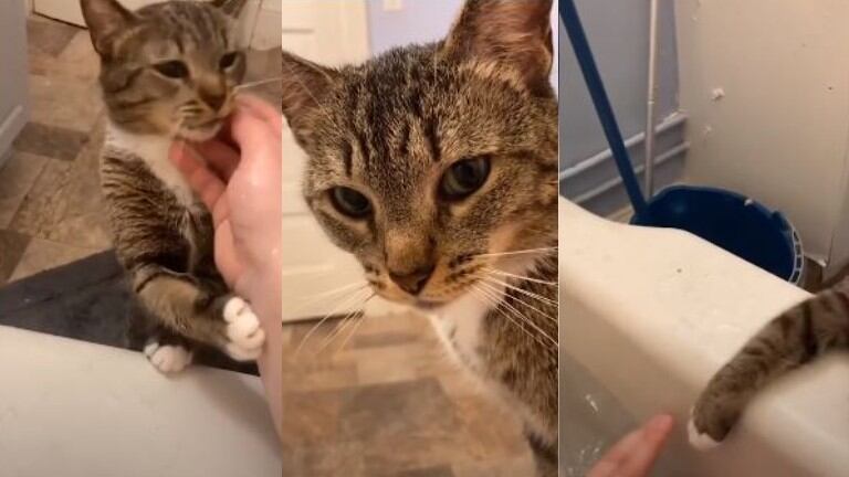 Este gatito hace todo lo posible por tratar de salvar a su dueña del baño