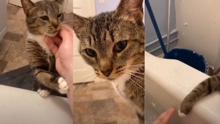 Este gatito hace todo lo posible por tratar de salvar a su dueña del baño