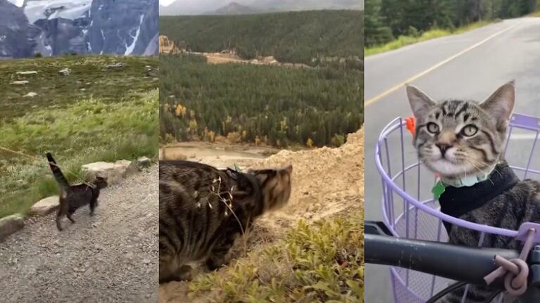 Este gato aventurero ha salido de excursión durante este año más que muchas personas