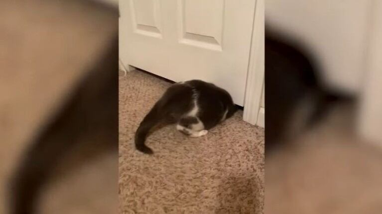 Este gato desafía la física colándose por debajo de una puerta cerrada