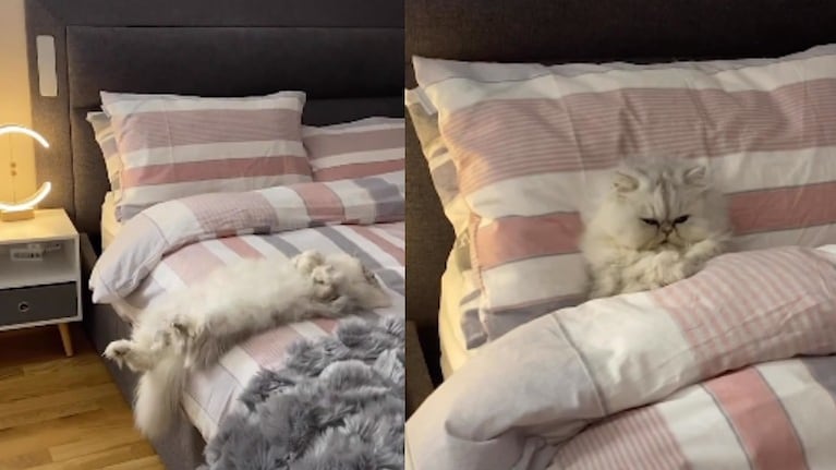 Este gato duerme en la cama de su dueño como un humano