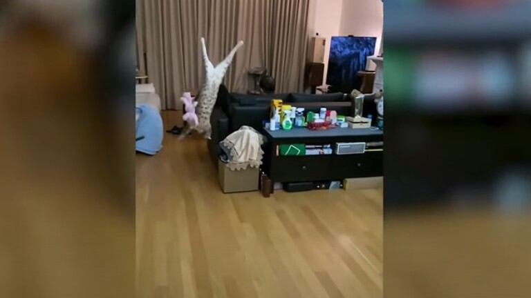 Este gato es capaz de dar increíbles volteretas y saltos para atrapar los juguetes que le lanzan