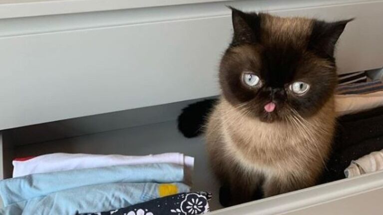 Este gato llama la atención en las redes sociales al sacar la lengua