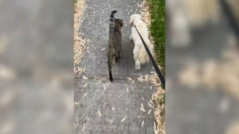 Este gato se une a los paseos de un perro desde que su hermano falleció