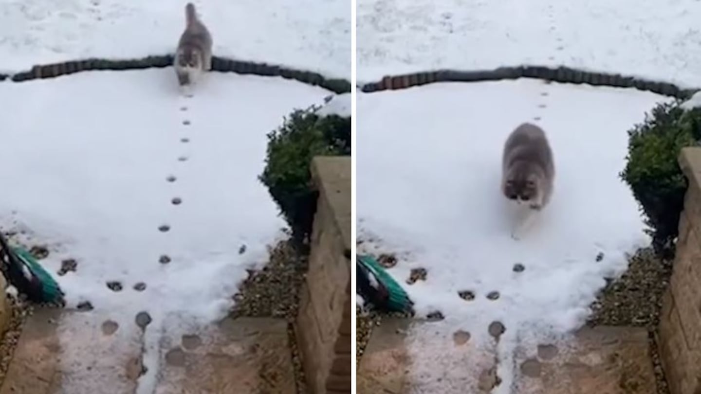 Este gato vuelve a casa de su paseo por el jardín siguiendo sus propias huellas para no tocar la nieve