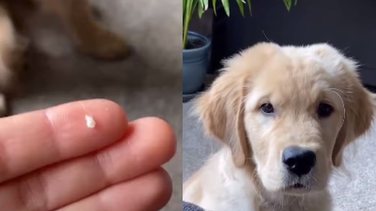 Este Golden Retriever da el primer paso para pasar de cachorro a adulto con la caída de su primer diente