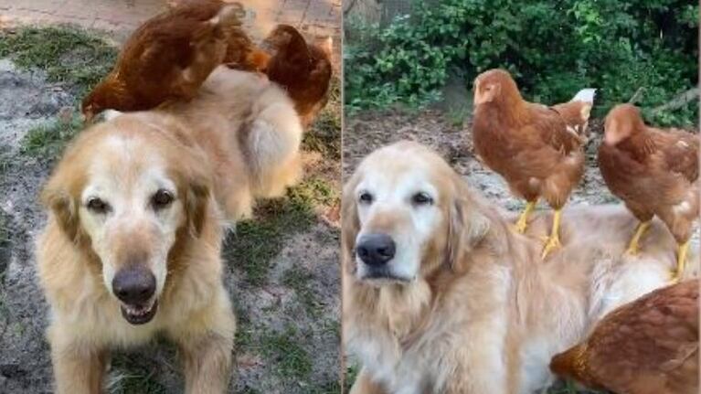  Este Golden Retriever se ha convertido en el mejor amigo de unas gallinas