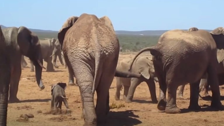 Este grupo de turistas grabó la terrible escena en la que un elefante macho lanzó a una cría por los aires