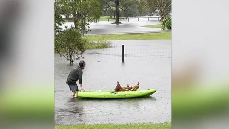 Este heroico granjero salvó a sus gallinas de una inundación en Australia