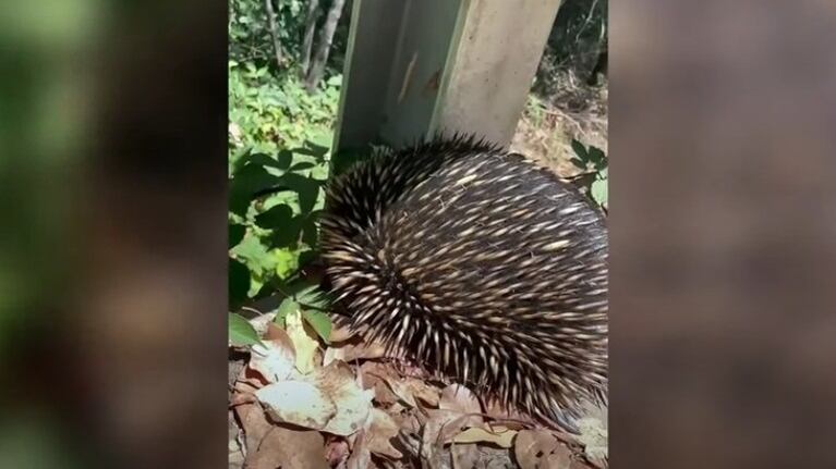 Este hombre ayudó a un equidna a cruzar un puente para ponerse a salvo