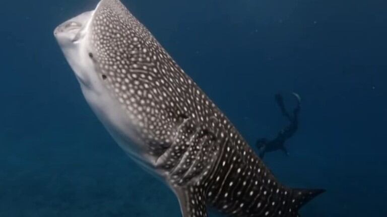 Este hombre comparte su encuentro con un tiburón ballena