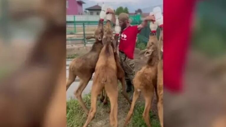 Este hombre cuida de un montón de crías de alce: incluso les da el biberón a todas