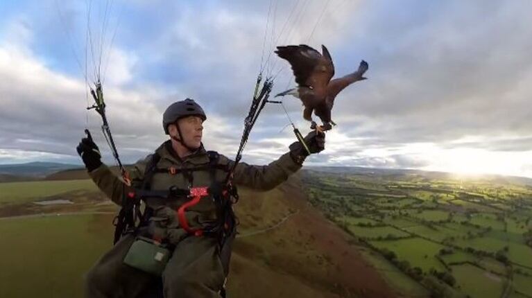 Este hombre da un paseo en parapente con su mascota: un halcón