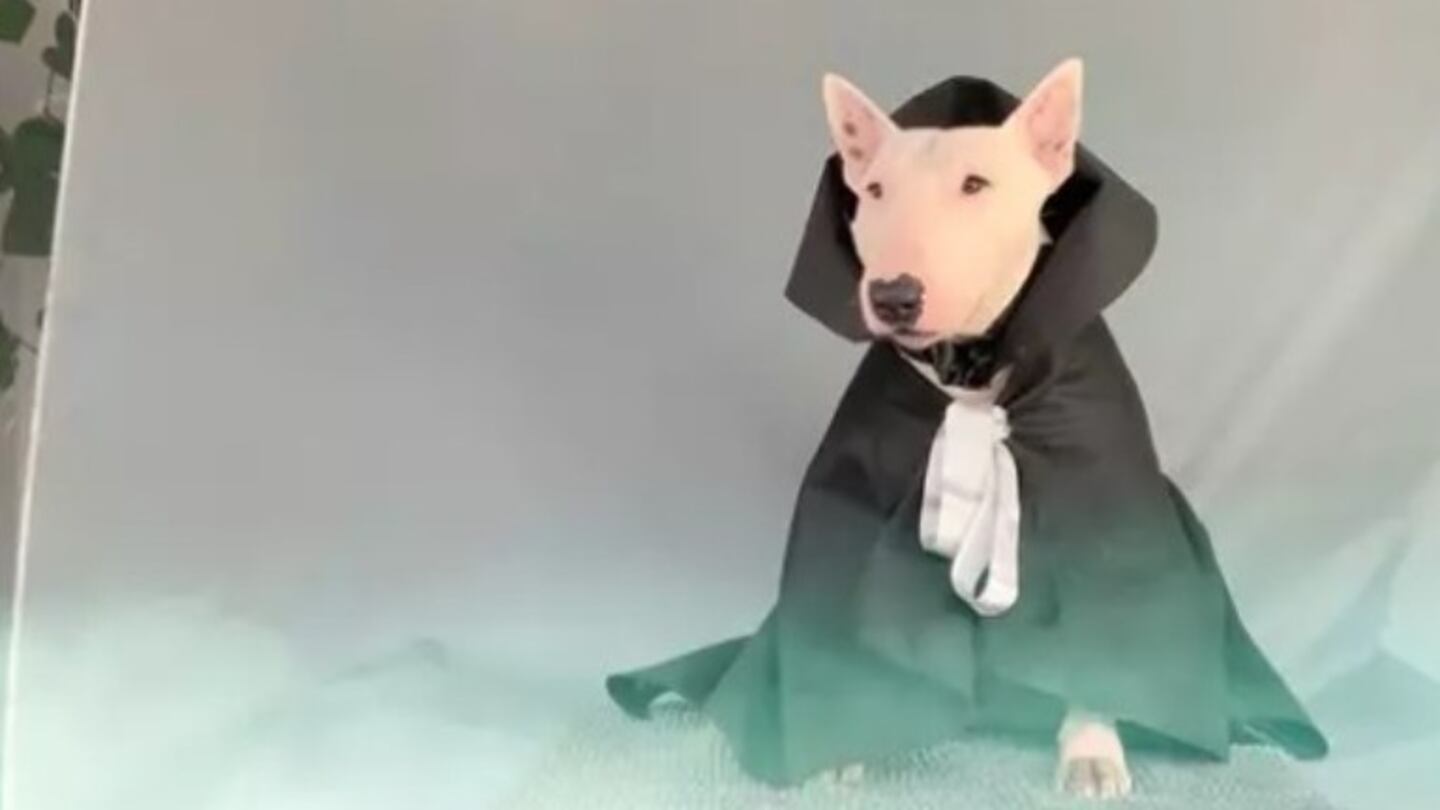 Este hombre disfraza a su perro de Halloween