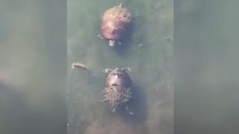 Este hombre grabó el momento en que dos tortugas parecían estar peleándose a bofetadas