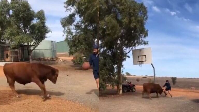 Este hombre juega al baloncesto con un toro de 15 meses