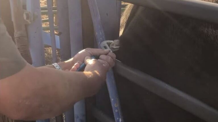 Este hombre saca el cuerno de un alce del costado de una vaca tras una aparente embestida