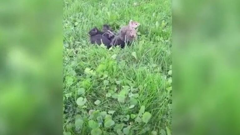 Este hombre salvó la vida de 7 crías de ardilla que se encontraban en su jardín