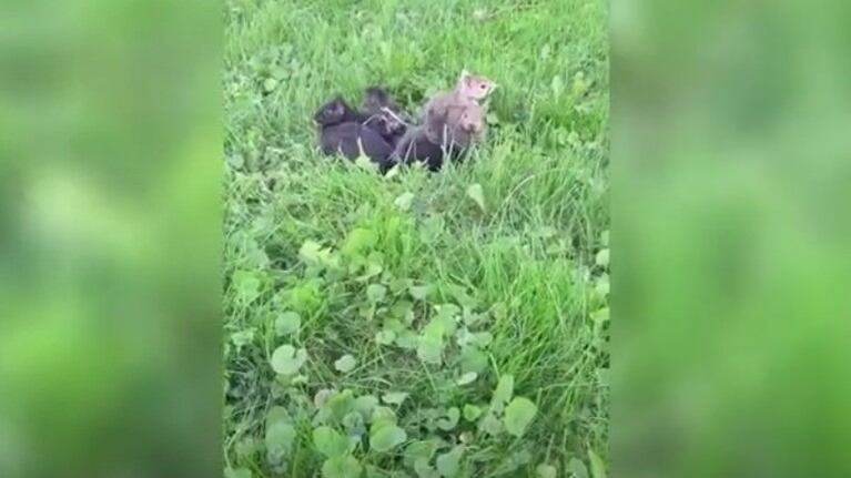 Este hombre salvó la vida de 7 crías de ardilla que se encontraban en su jardín