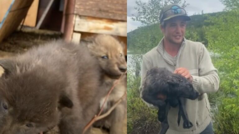 Este hombre se encuentra con una cría de lobo cerca de su casa al norte de Canadá