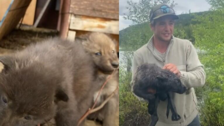 Este hombre se encuentra con una cría de lobo cerca de su casa al norte de Canadá
