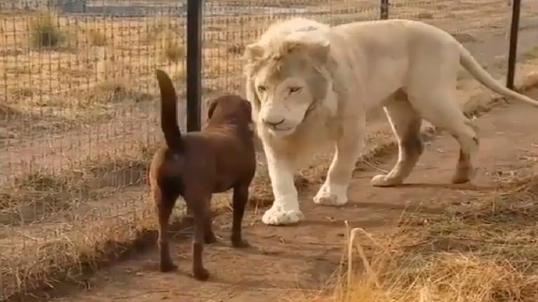 Este león está arrasando en las redes sociales por el gesto que tuvo con un perrito