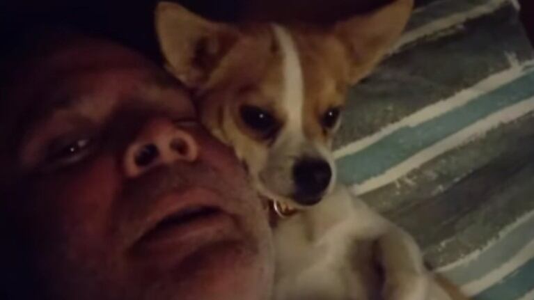 Este mezcla de Jack Russell y Chihuahua encuentra una forma de salir de paseo temprano: gimotear en la cara de su dueño